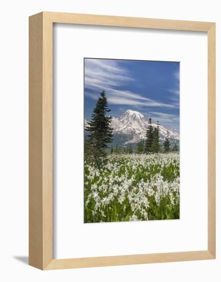 Washington, Mount Rainier National Park. Avalanche Lilies and Mount Rainier-Jaynes Gallery-Framed Photographic Print
