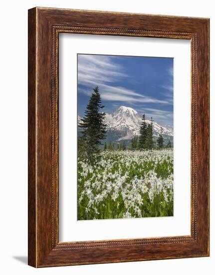 Washington, Mount Rainier National Park. Avalanche Lilies and Mount Rainier-Jaynes Gallery-Framed Photographic Print