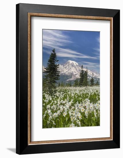 Washington, Mount Rainier National Park. Avalanche Lilies and Mount Rainier-Jaynes Gallery-Framed Photographic Print