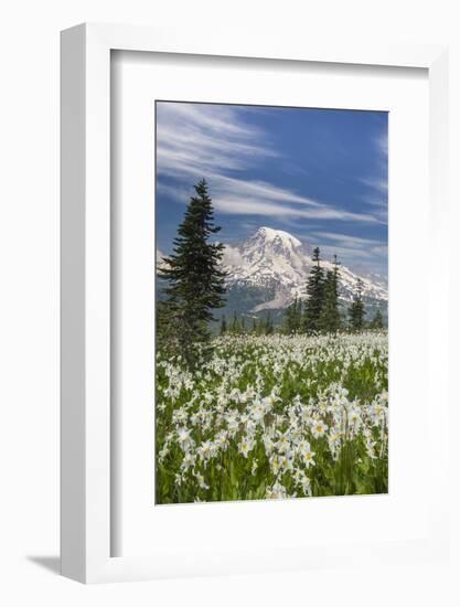 Washington, Mount Rainier National Park. Avalanche Lilies and Mount Rainier-Jaynes Gallery-Framed Photographic Print