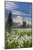 Washington, Mount Rainier National Park. Avalanche Lilies and Mount Rainier-Jaynes Gallery-Mounted Photographic Print