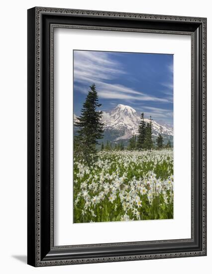 Washington, Mount Rainier National Park. Avalanche Lilies and Mount Rainier-Jaynes Gallery-Framed Photographic Print