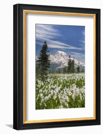 Washington, Mount Rainier National Park. Avalanche Lilies and Mount Rainier-Jaynes Gallery-Framed Photographic Print