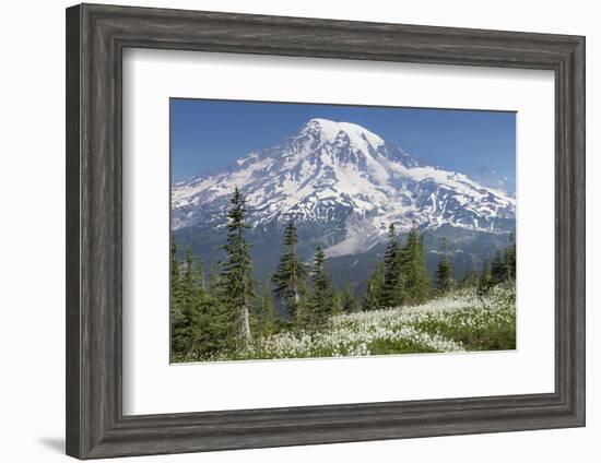 Washington, Mount Rainier National Park. Avalanche Lilies and Mount Rainier-Jaynes Gallery-Framed Photographic Print