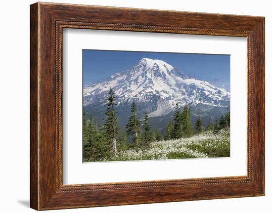 Washington, Mount Rainier National Park. Avalanche Lilies and Mount Rainier-Jaynes Gallery-Framed Photographic Print