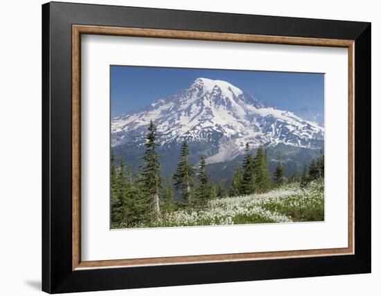 Washington, Mount Rainier National Park. Avalanche Lilies and Mount Rainier-Jaynes Gallery-Framed Photographic Print