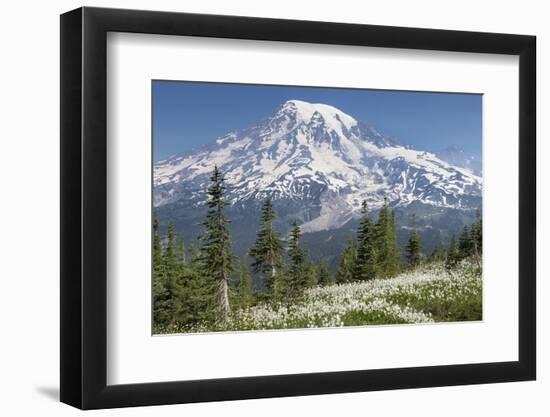 Washington, Mount Rainier National Park. Avalanche Lilies and Mount Rainier-Jaynes Gallery-Framed Photographic Print