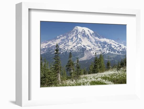 Washington, Mount Rainier National Park. Avalanche Lilies and Mount Rainier-Jaynes Gallery-Framed Photographic Print