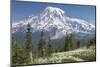 Washington, Mount Rainier National Park. Avalanche Lilies and Mount Rainier-Jaynes Gallery-Mounted Photographic Print