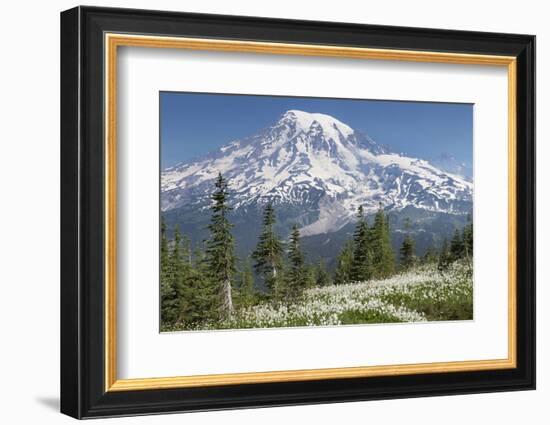 Washington, Mount Rainier National Park. Avalanche Lilies and Mount Rainier-Jaynes Gallery-Framed Photographic Print