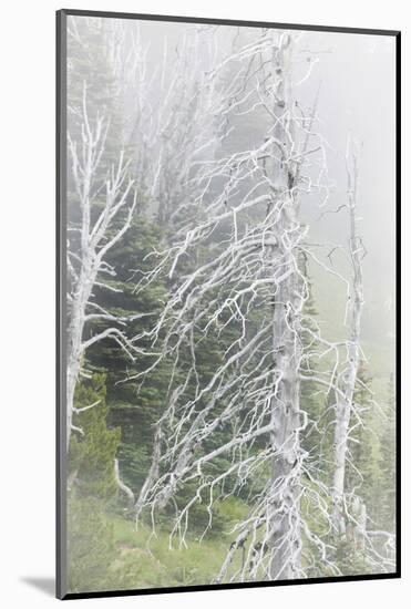Washington, Mount Rainier National Park. Dead Trees in a Forest-Jaynes Gallery-Mounted Photographic Print