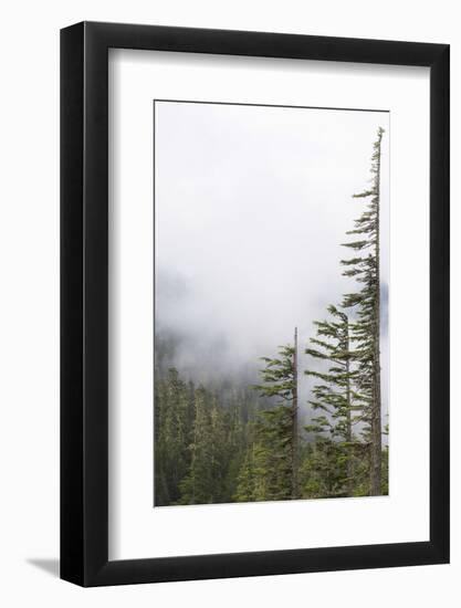 Washington, Mount Rainier National Park. Evergreen Trees in Fog-Jaynes Gallery-Framed Photographic Print