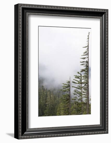 Washington, Mount Rainier National Park. Evergreen Trees in Fog-Jaynes Gallery-Framed Photographic Print