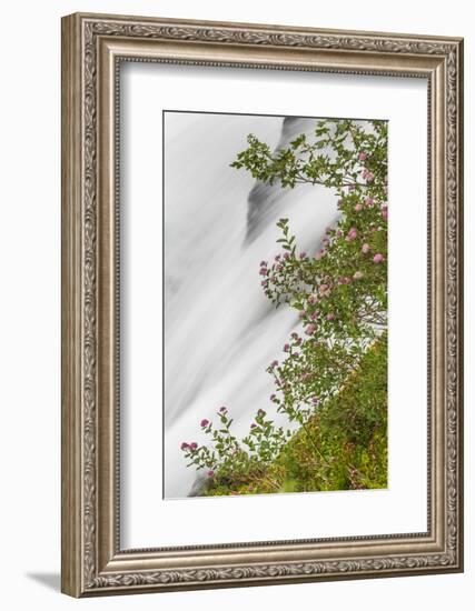 Washington, Mount Rainier National Park. Flowers and Waterfall in Paradise Creek-Jaynes Gallery-Framed Photographic Print