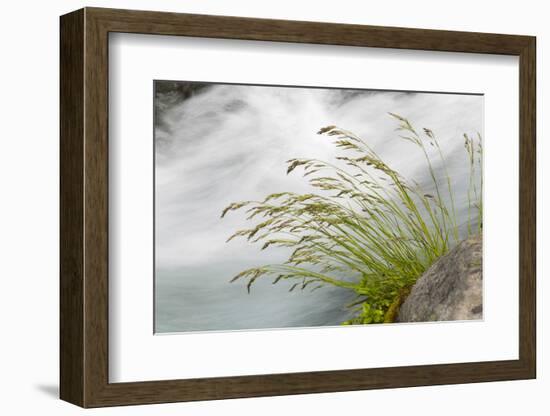 Washington, Mount Rainier National Park. Grass and Rushing Water-Jaynes Gallery-Framed Photographic Print