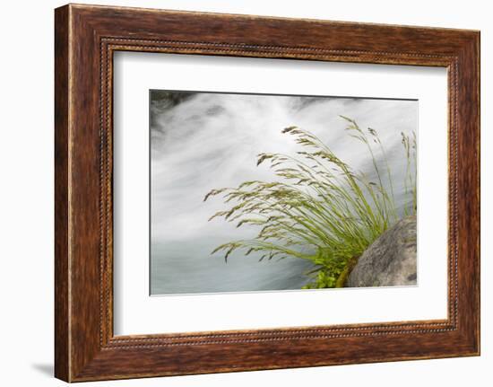 Washington, Mount Rainier National Park. Grass and Rushing Water-Jaynes Gallery-Framed Photographic Print