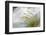 Washington, Mount Rainier National Park. Grass and Rushing Water-Jaynes Gallery-Framed Photographic Print