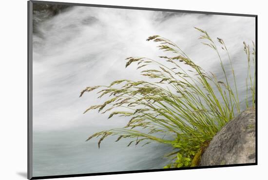 Washington, Mount Rainier National Park. Grass and Rushing Water-Jaynes Gallery-Mounted Photographic Print