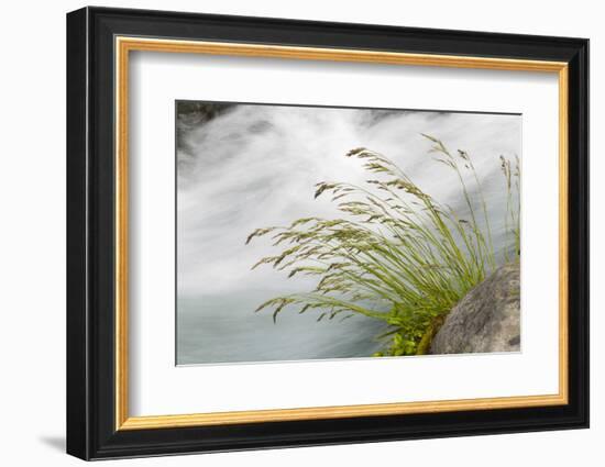 Washington, Mount Rainier National Park. Grass and Rushing Water-Jaynes Gallery-Framed Photographic Print