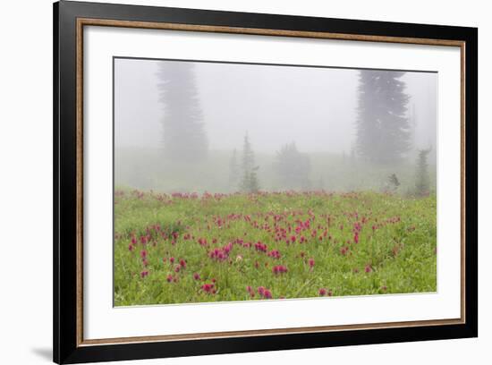 Washington, Mount Rainier National Park. Indian Paintbrush in Foggy Meadow-Jaynes Gallery-Framed Photographic Print