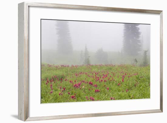 Washington, Mount Rainier National Park. Indian Paintbrush in Foggy Meadow-Jaynes Gallery-Framed Photographic Print