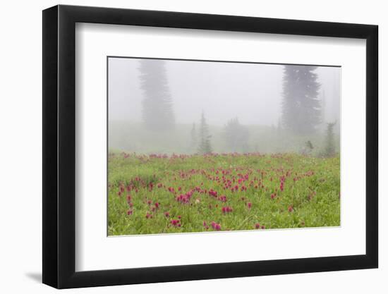 Washington, Mount Rainier National Park. Indian Paintbrush in Foggy Meadow-Jaynes Gallery-Framed Photographic Print