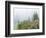 Washington, Mount Rainier National Park. Wildflowers in Misty Forest-Jaynes Gallery-Framed Photographic Print