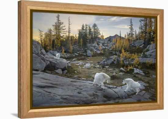 Washington, Mountain Goat Family Near Horseshoe Lake in the Alpine Lakes Wilderness-Gary Luhm-Framed Premier Image Canvas