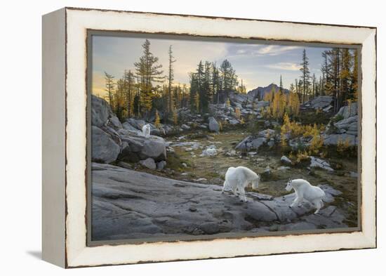 Washington, Mountain Goat Family Near Horseshoe Lake in the Alpine Lakes Wilderness-Gary Luhm-Framed Premier Image Canvas