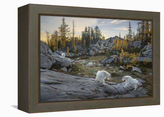 Washington, Mountain Goat Family Near Horseshoe Lake in the Alpine Lakes Wilderness-Gary Luhm-Framed Premier Image Canvas