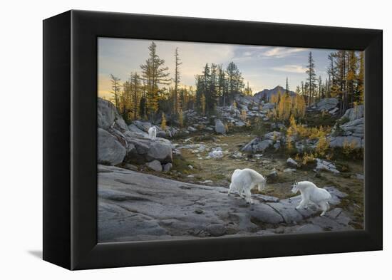 Washington, Mountain Goat Family Near Horseshoe Lake in the Alpine Lakes Wilderness-Gary Luhm-Framed Premier Image Canvas