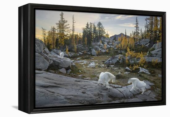 Washington, Mountain Goat Family Near Horseshoe Lake in the Alpine Lakes Wilderness-Gary Luhm-Framed Premier Image Canvas