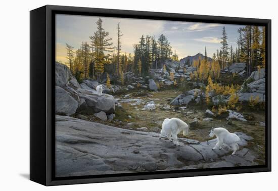 Washington, Mountain Goat Family Near Horseshoe Lake in the Alpine Lakes Wilderness-Gary Luhm-Framed Premier Image Canvas