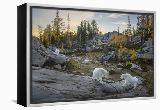 Washington, Mountain Goat Family Near Horseshoe Lake in the Alpine Lakes Wilderness-Gary Luhm-Framed Premier Image Canvas