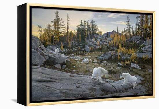 Washington, Mountain Goat Family Near Horseshoe Lake in the Alpine Lakes Wilderness-Gary Luhm-Framed Premier Image Canvas