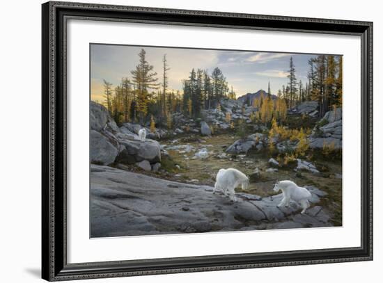 Washington, Mountain Goat Family Near Horseshoe Lake in the Alpine Lakes Wilderness-Gary Luhm-Framed Photographic Print