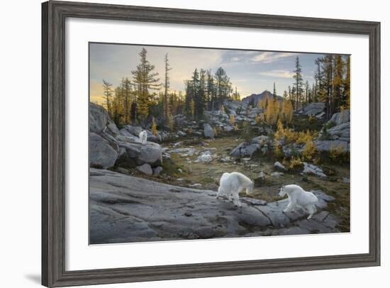 Washington, Mountain Goat Family Near Horseshoe Lake in the Alpine Lakes Wilderness-Gary Luhm-Framed Photographic Print