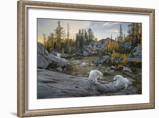 Washington, Mountain Goat Family Near Horseshoe Lake in the Alpine Lakes Wilderness-Gary Luhm-Framed Photographic Print