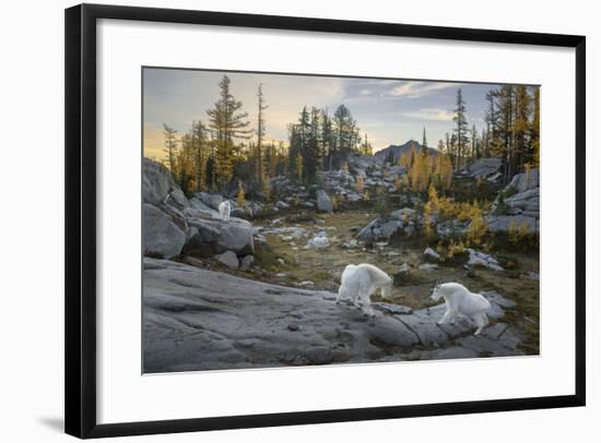 Washington, Mountain Goat Family Near Horseshoe Lake in the Alpine Lakes Wilderness-Gary Luhm-Framed Photographic Print