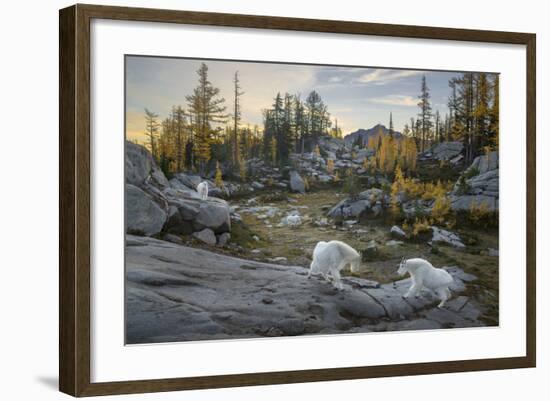 Washington, Mountain Goat Family Near Horseshoe Lake in the Alpine Lakes Wilderness-Gary Luhm-Framed Photographic Print