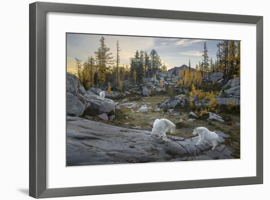 Washington, Mountain Goat Family Near Horseshoe Lake in the Alpine Lakes Wilderness-Gary Luhm-Framed Photographic Print