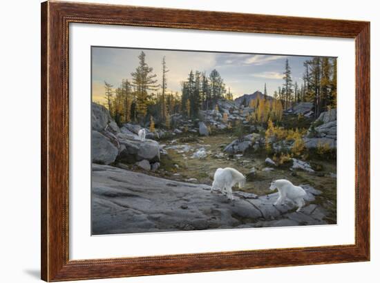 Washington, Mountain Goat Family Near Horseshoe Lake in the Alpine Lakes Wilderness-Gary Luhm-Framed Photographic Print