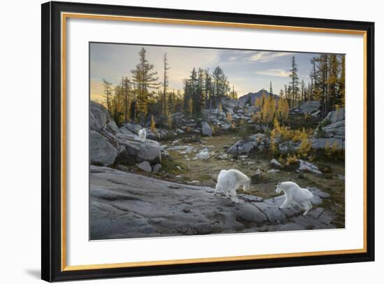 Washington, Mountain Goat Family Near Horseshoe Lake in the Alpine Lakes Wilderness-Gary Luhm-Framed Photographic Print