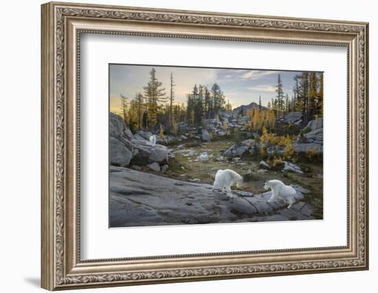 Washington, Mountain Goat Family Near Horseshoe Lake in the Alpine Lakes Wilderness-Gary Luhm-Framed Photographic Print