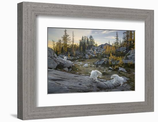 Washington, Mountain Goat Family Near Horseshoe Lake in the Alpine Lakes Wilderness-Gary Luhm-Framed Photographic Print