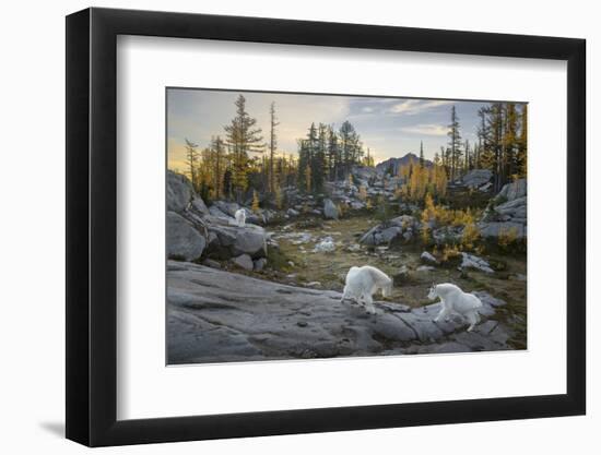 Washington, Mountain Goat Family Near Horseshoe Lake in the Alpine Lakes Wilderness-Gary Luhm-Framed Photographic Print