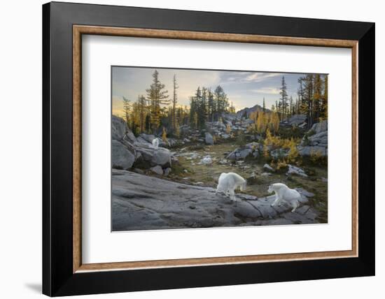 Washington, Mountain Goat Family Near Horseshoe Lake in the Alpine Lakes Wilderness-Gary Luhm-Framed Photographic Print