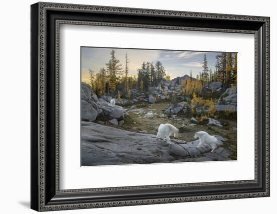 Washington, Mountain Goat Family Near Horseshoe Lake in the Alpine Lakes Wilderness-Gary Luhm-Framed Photographic Print