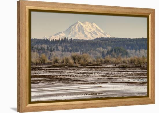 Washington. Mt Rainier in the Distance at the Nisqually-Matt Freedman-Framed Premier Image Canvas