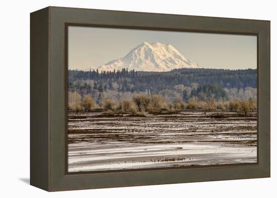 Washington. Mt Rainier in the Distance at the Nisqually-Matt Freedman-Framed Premier Image Canvas